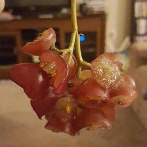 Meet your Posher, Muhammad